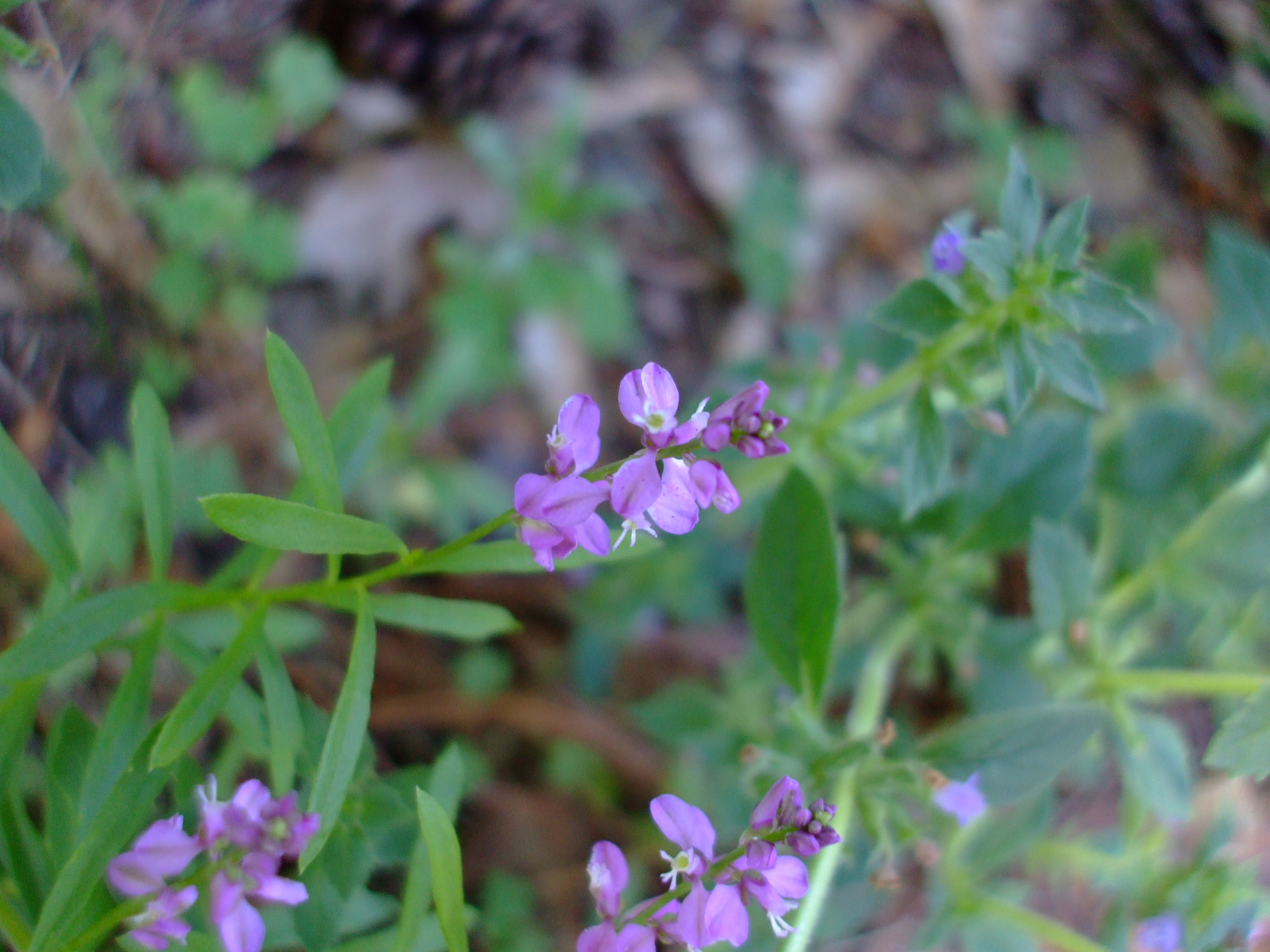 Polygala polygama